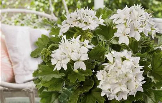 Pelargonium zonale 'Exotica Starry White'