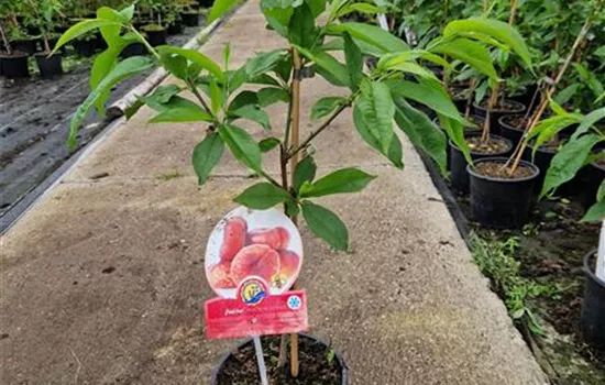 Tellerpfirsich 'Fruit Me® Peach Me Donut'