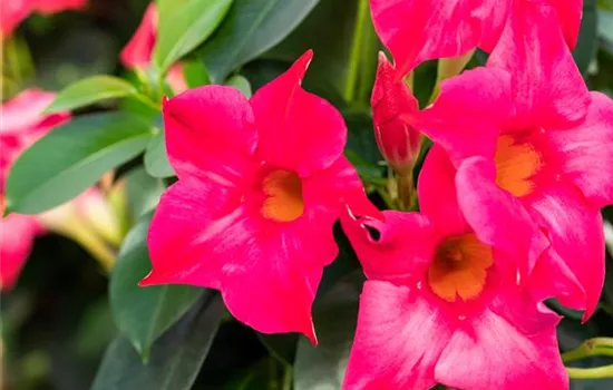 Mandevilla sanderi 'Sundaville® Pink'