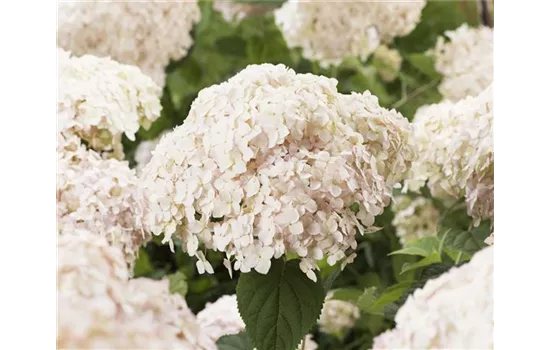 Ballhortensie 'Candybelle® Marshmallow'