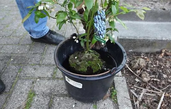 Heidelbeeren - Einpflanzen im Garten