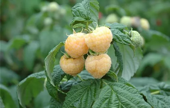 Rubus idaeus 'All Gold'