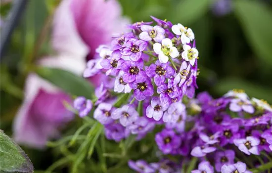 Lobularia maritima, violett