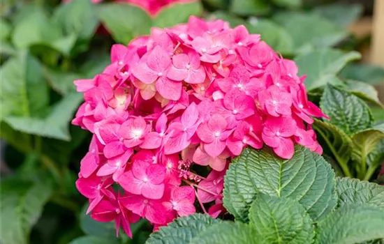 Hydrangea macrophylla Endless Summer® 'Summer Love