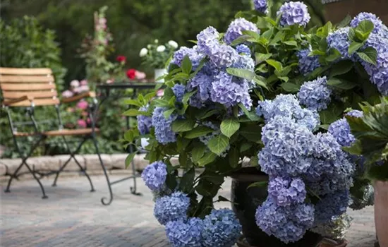 Hydrangea 'Endless Summer'® Blau