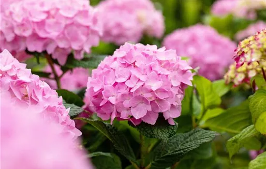 Hydrangea 'Endless Summer'® Rosa