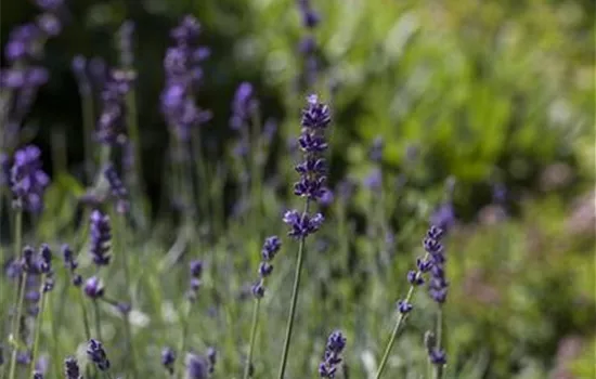 Lavandula angustifolia 'Aromatico Blue'®