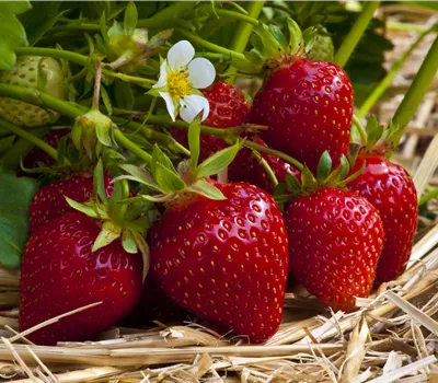 Fragaria x ananassa 'Ostara'