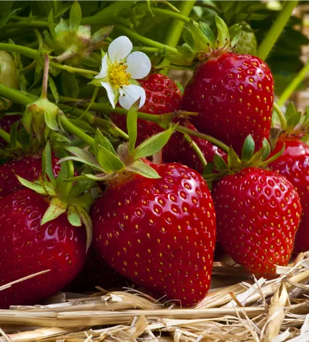 Fragaria x ananassa 'Ostara'