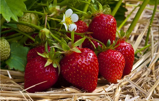 Fragaria x ananassa 'Ostara'