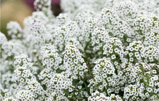 Lobularia maritima 'White Stream™'