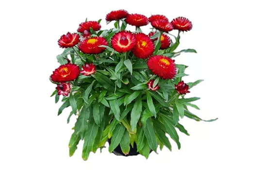 Helichrysum bracteatum 'Mohave® Dark Red'