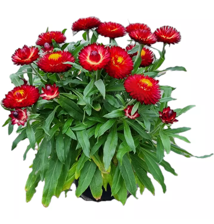 Strohblume 'Mohave® Dark Red'