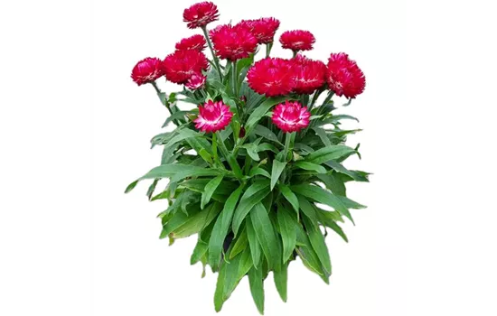 Helichrysum bracteatum 'Mohave® Purple Red'