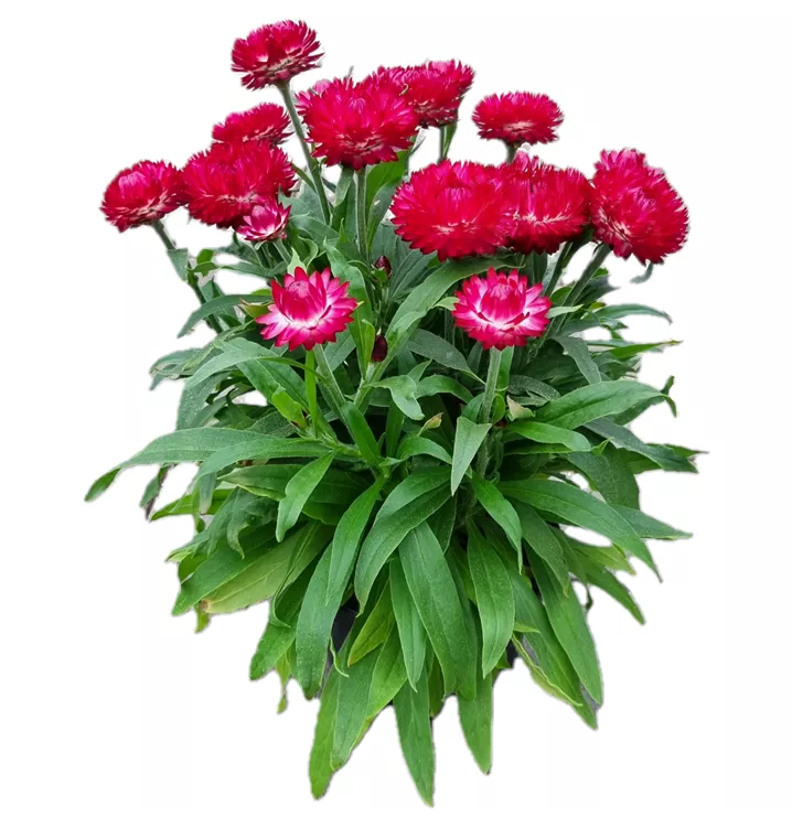 Strohblume 'Mohave® Purple Red'