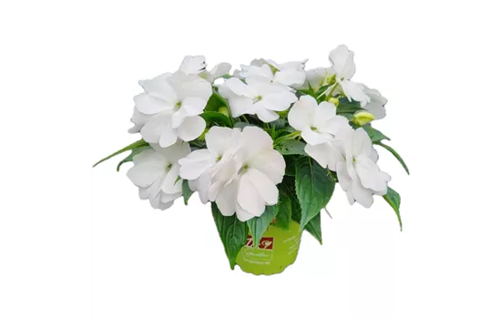 Impatiens neuguinea 'sel® ColorPower® White'