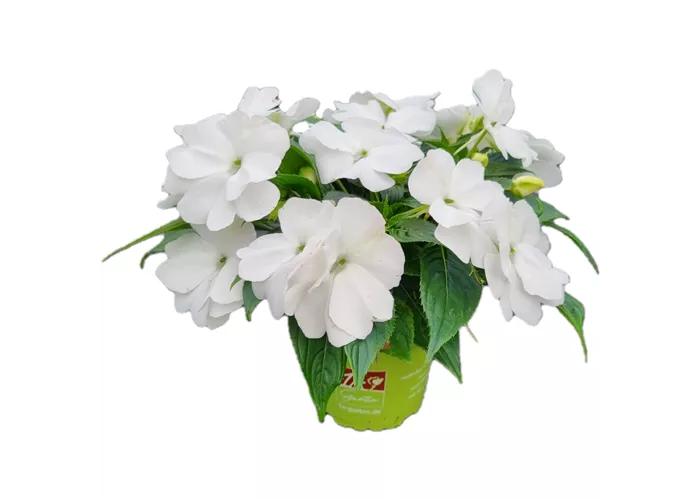 Impatiens neuguinea 'sel® ColorPower® White'