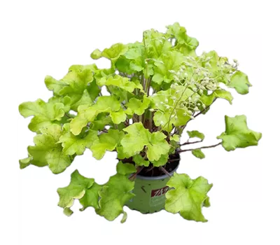 Heuchera 'Shiny'