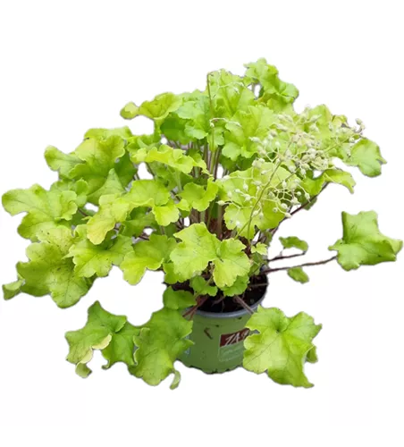 Heuchera 'Shiny'