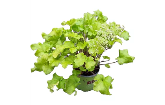 Heuchera 'Shiny'