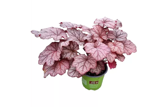 Heuchera 'Sweet Princess'