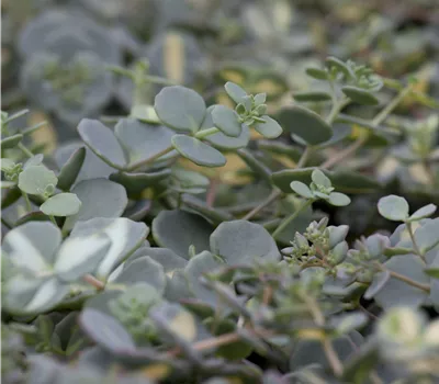 Sedum sieboldii