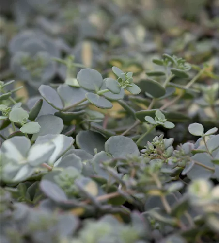 Sedum sieboldii