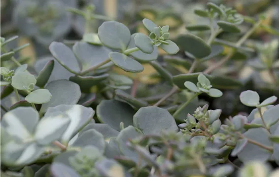 Sedum sieboldii