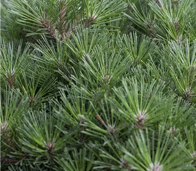 Pinus nigra