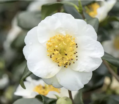 Camellia sinensis