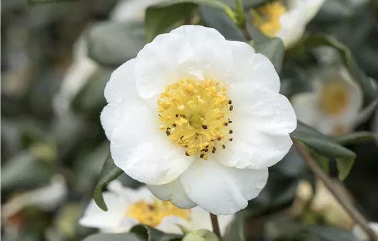 Camellia sinensis