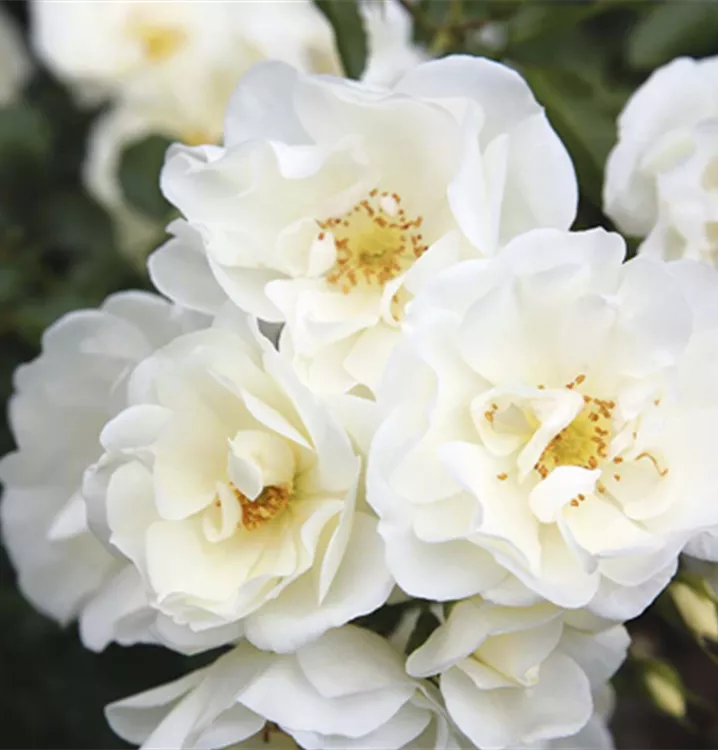 Bodendeckerrose - Flower Carpet-Rose