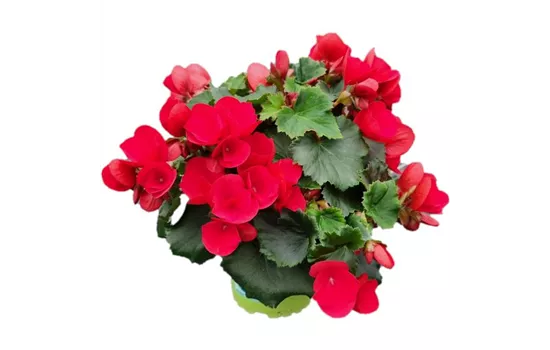 Begonia betulia 'Red'®