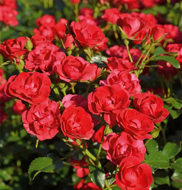 Bodendeckerrose - Flower Carpet-Rose