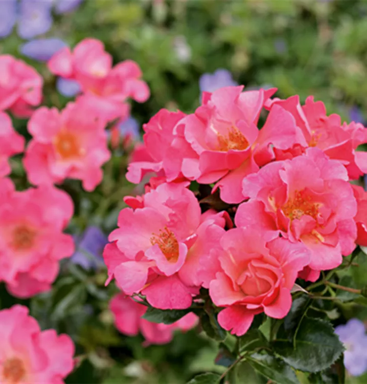 Bodendeckerrose - Flower Carpet-Rose