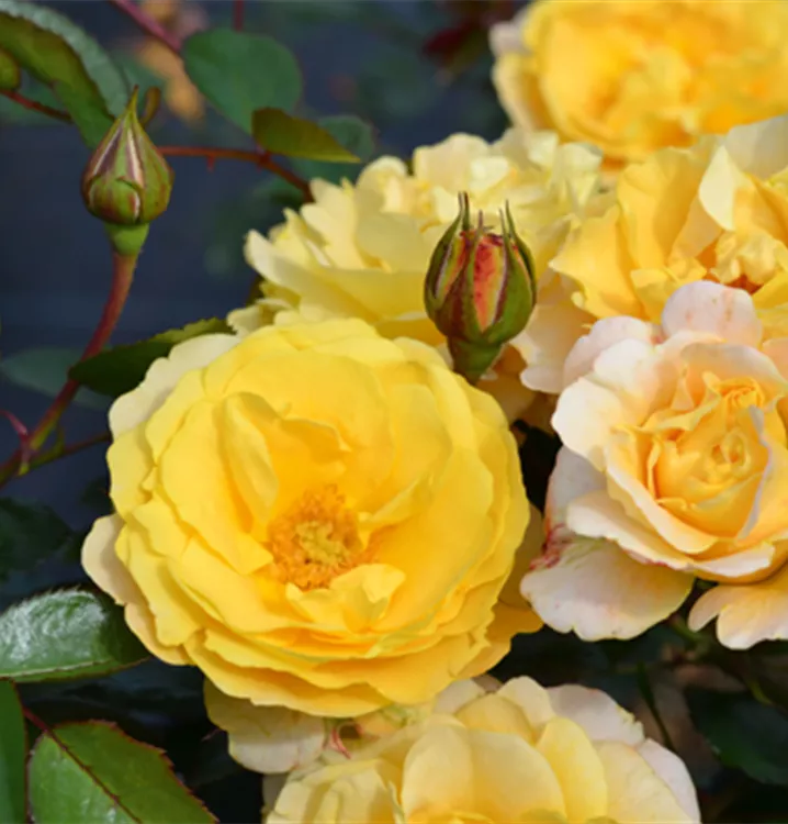 Bodendeckerrose - Flower Carpet-Rose