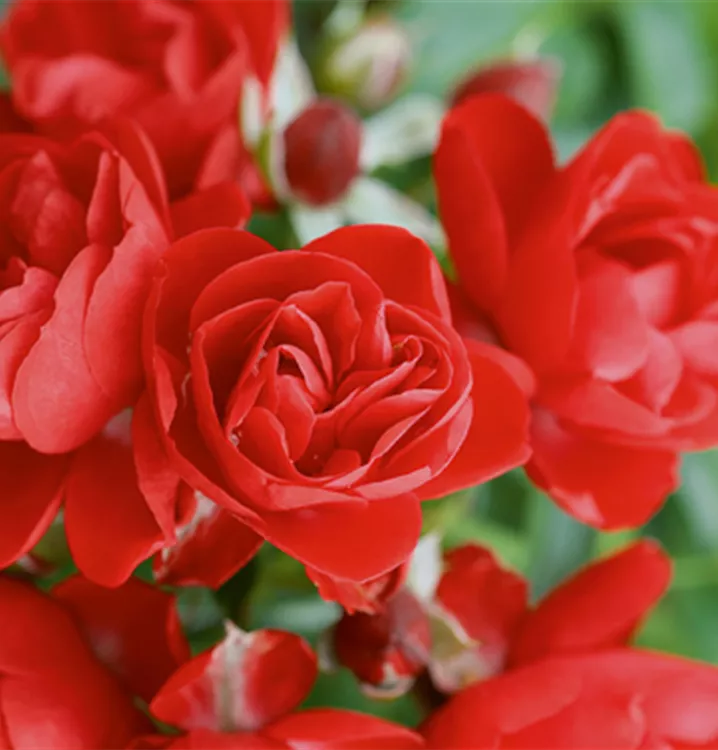 Bodendeckerrose - Flower Carpet-Rose