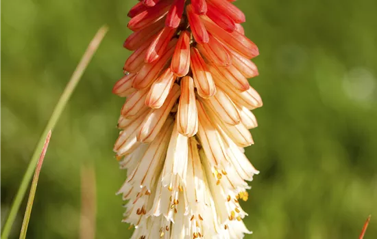 Kniphofia uvaria 'Flamenco'