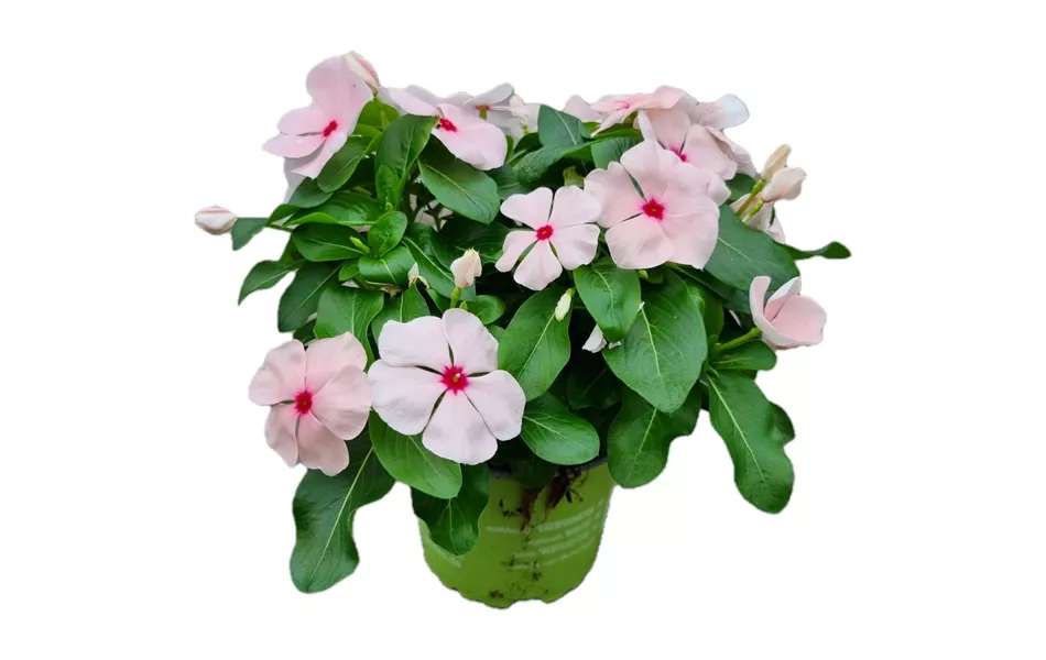 Catharanthus roseus ´SunStorm Apricot´