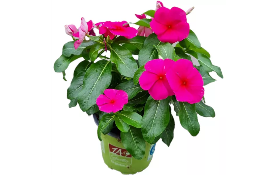 Catharanthus roseus ´SunStorm Red´