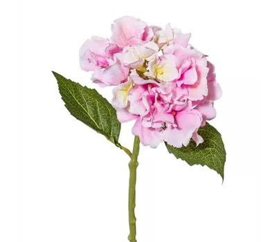 Minihortensie 33cm rosa