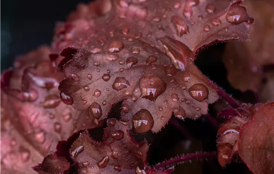 Heuchera 'Chateau Rouge'