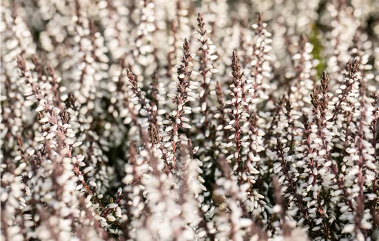 Calluna vulgaris Gardengirls® weiß