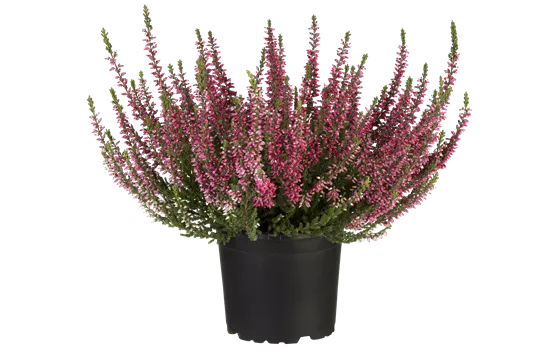 Calluna vulgaris Gardengirls® rot