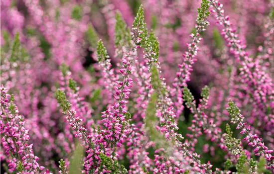 Calluna vulgaris Gardengirls® rosa