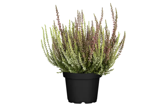 Calluna vulgaris Gardengirls® 'Twingirls'® rot-weiß