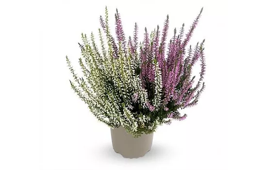 Calluna vulgaris Gardengirls® 'Twingirls'® lila-weiß