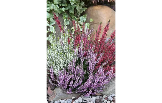 Calluna vulgaris Gardengirls® 'Trio Girls'® rot-weiß-lila