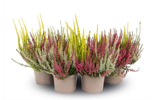 Calluna vulgaris Gardengirls® 'Trio-Girls'® rot-weiß-gelb