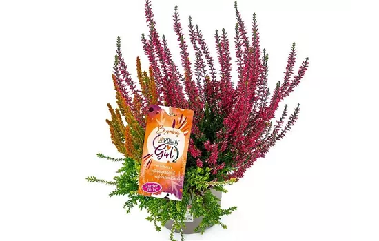 Calluna vulgaris Gardengirls® Up Down Girls® Burning